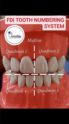 FDI TOOTH NUMBERING SYSTEM #youtubeshorts #shortsvideo