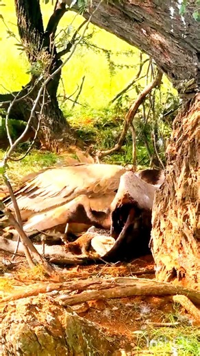 Watch what it takes to survive in the wild #wildlife #shorts