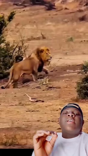 1.3M views · 59K reactions | surprise vles gars l'un des combats les plus attendus au monde léopard vs lion #lions #léopard #animals | Jidel Lobela | Facebook
