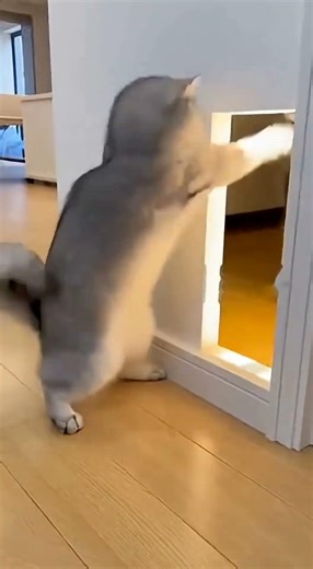 The Cat Pressed the Sensor… But a HUSKY Head Jumped Out! 😳🐱🐶💥