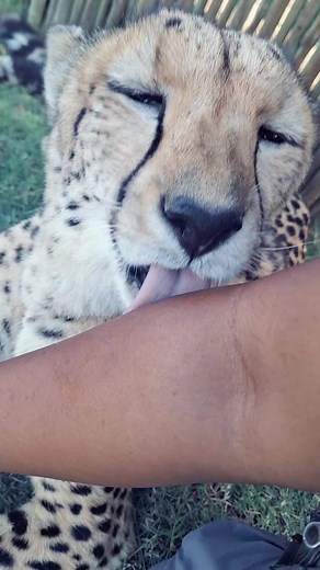Kitu's Tongue Grooming Session: Magical Moments with a Wild Cheetah