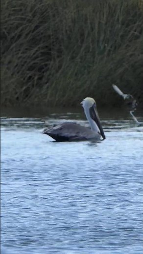 Brown Pelican looks around for Fish