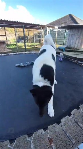 ✨🐾 Hachi! 🐾✨ This gorgeous 9-month-old Akita cross is looking for his forever home 💕 Hachi is full of energy and fun! He’s a friendly boy who can be a little shy at first, but once he knows you, he’ll be your best pal. Like any young pup, he’ll need someone with time and patience to continue his training – he hasn’t learned much before coming to us, but he’s eager and ready to learn with the right guidance. 💖 What Hachi needs: • A fully enclosed garden (minimum 5ft fence) for playtime & zoom