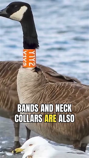 Ornithologists fit coded rings and color bands to track migratory birds across global flyways.