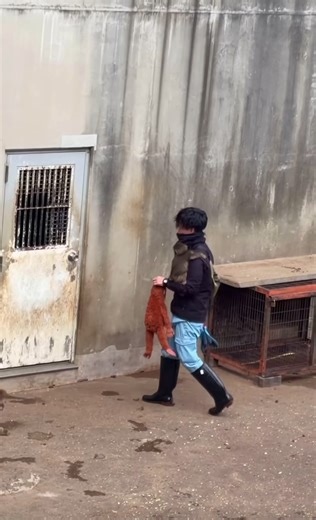 Meet Panchi: The Adorable Baby Monkey and His Comfort Toy