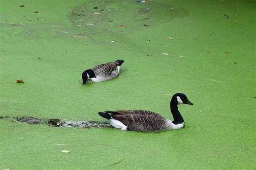 What makes the Foss so green, and should we be worried about it?