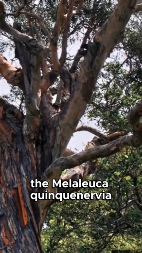 The Broad-leaved Paperbark thrives in nutrient-poor soils. It's a medium-sized tree, reaching heights of 10 to 20 metres, with broad, lance-shaped, evergreen leaves and creamy-white flowers that bloom in summer, creating a stunning display. | Ultimate Backyard - For Australian Gardeners