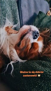 IT'S IMPORTANT TO THINK CAREFULLY! 🤭🐕