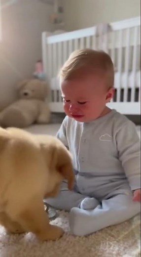 Puppy Brings Pacifier to Crying Baby Rescue Moment