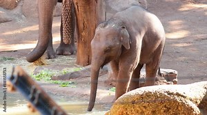 Baby Elephant Drinking Water at Zoo
