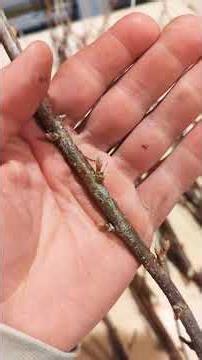 black currant propagation! #diy #homestead #farming #farm #permaculture #propogation #plants