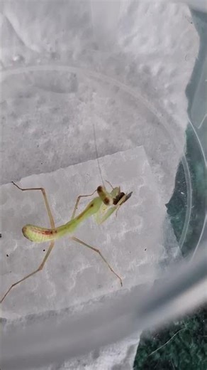 Slow Motion Strike ⚡ African Lined Mantis Feeding #youtubeshorts #mantis #predators