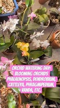 Orchid Watering Day: Blooming Orchids Phalaenopsis, Dendrobium, Cattleya, Phragmipedium, Vanda, Etc.