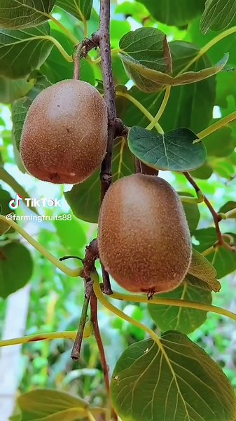 kiwi fruit#satisfying #fruit #fyp #satisfyingvideo #tiktokviral #ผลไม้