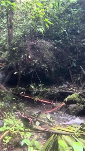 Exploring Serene Rainforest, Costa Rica, G Adventures from Shani A. 🇨🇷
