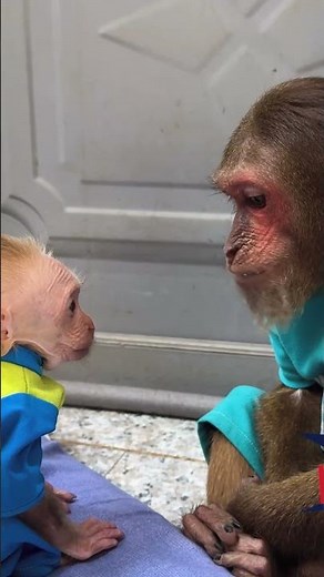 Cutis takes care of Buem#cutis #monkeybaby #monkeys