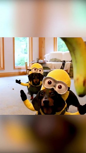 “A classic throwback/remake of one of my original and most viral vids from way back! What was the first Crusoe video you ever saw?” ~ Crusoe | Crusoe the Celebrity Dachshund