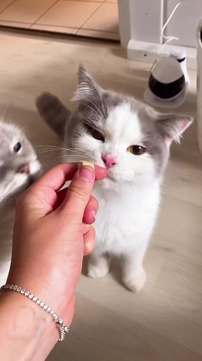 Sinascolorcats (@sinascolorcats)’s videos with Home - Edith Whiskers