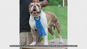 How to Train Your Alapaha Blue Blood Bulldog: Tips and Techniques