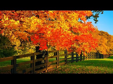 Acoustic Chill Instrumental Folk Music, Chill Folk Music "First Autumn Leaves" by Open Road Folk