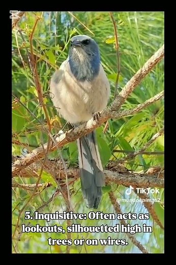 California Scrub Jay: A guide to the iconic west coast bird species #birdslover #birds