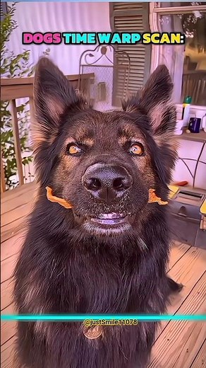 Dogs Doing Time Warp Scan Vs Cats 😎🗿 #shorts #ytshorts #dog's #cats