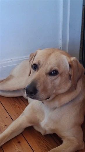 hes so funny #puppy #goldenretreiver #trend #goldenretreivers #pets #viral #foryoupage