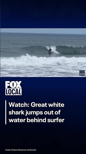 Great white shark jumps out behind surfer near California beach | FOX 10 Phoenix