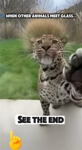 Animals vs. Mirror: Most Stay Calm, But This Monkey Smashed Everything! 🐒💥