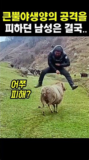 큰뿔야생양의 공격을 피하던 남성은 결국... #양 #야생동물 #동물 #큰뿔양 #shorts