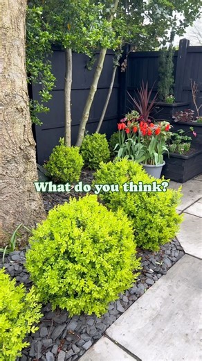 This has transformed the corner hasn’t it? 💚 previously no mate what pots I put here, they just got lost. I needed something to raise the plants and give a bit of impact 💪🏽 And the two plants really compliment each other, both previously gifted by @zestoutdoorliving 💚 #gardening #gardenersworld #spring #mygardenthismonth | Green Fingered City Boy