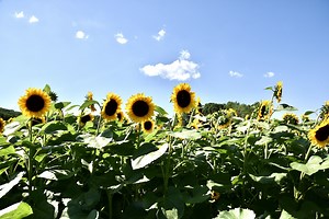 We Love This Enchanting Rhode Island Sunflower Farm