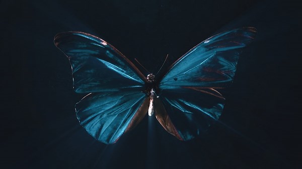 You've Probably Heard of the Butterfly Effect—What Is it?