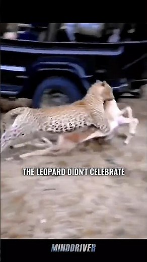 Leopard vs Cheetah: Who Protected It Better? 💀🐆