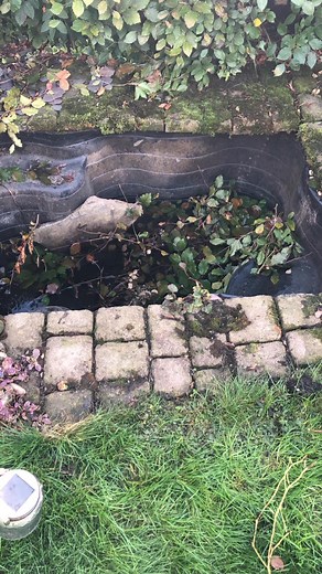 ️😻 Here we replaced our customers rotting shed door and window, installed a cat flap, filled in the pond which was unmanageable & replaced it with fresh turf laid on a high quality topsoil 😻 🤙Call Transformation Landscapes today for a free no obligation quotation. Bookings now being taken for December 2025 onwards! 🤙 ☎️ Freephone 0333 339 0924 📞 Mobile 07380 138775 📲 Direct Message using Facebook messenger or Whatsapp function 📩 Email transformationlandscapes1@gmail.com #landscapercoventr