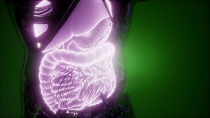 Human Body with Visible Digestive System