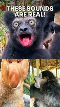 8 Weirdest Primate Sounds You Won't Believe Are Real! 🐒🔊 #primates #animals #weird #nature