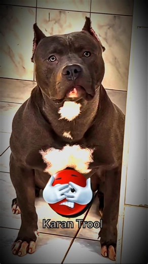 🤯all dogs version big dog of transformation 📈 #pitbull #dog #short