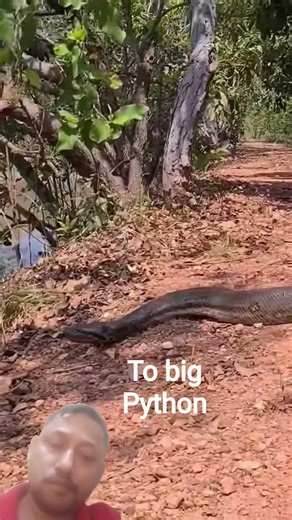 big python #animals