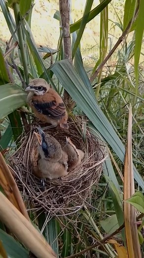 5.5K views · 91 reactions | #birdfeeding #birds #bird #nature #birdwatching #birding #birdsofinstagram #birdphotography #birdlovers #birdfeeders #birdfeeder #backyardbirds #wildlife #birdphotos #birdfood #naturephotography #wildlifephotography #photography #birdshot #daily #birdhouses #of #birdstagram #wildbirdsunlimited #birdtoys #birdfeed #feedthebirds #birdspotting #birdssinging #birdflying | Bird Life2 | Facebook