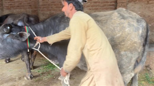 پیور نیلی راوی بار کی نادر بھائی نے 9جوٹیوں کا شوق کروایا!؟ #03248182000 #dairyfarming #dairy #farming #cows | Farmology