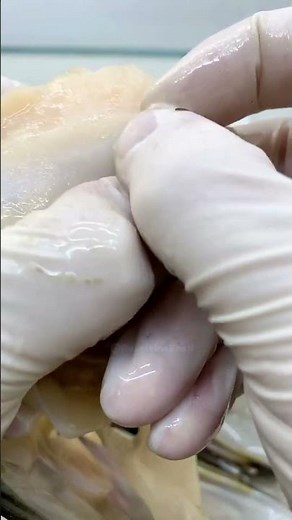 🤩 Open a Seashell to Reveal a REAL Pearl (LIVE Birth!) #shorts #pearl