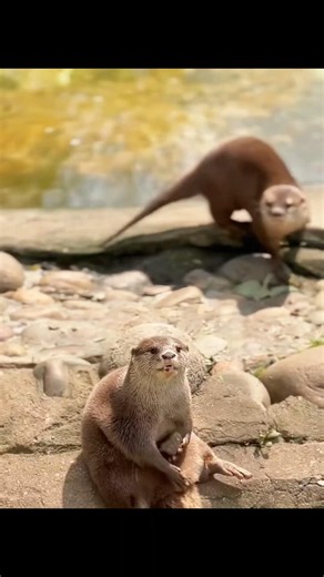 The Secret Life of Otters Will Melt Your Heart! 🦦❤️