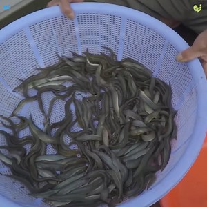 153K views · 2.5K reactions | Cuộc sống mưu sinh trên cánh đồng nước nổi Mộc Hóa | Nét Quê Channel | Facebook