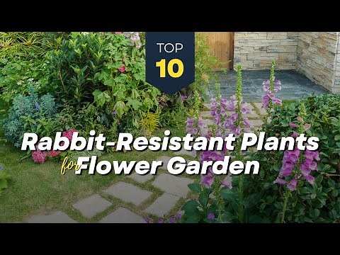 10 Beautiful Rabbit Resistant Plants 🌼🐇🚫 for Your Flower Garden Landscape