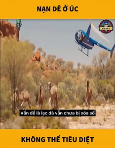 1.1M views · 8.4K reactions | Kiến thức thú vị p157 | Du Lịch Trạm Tấu - Mù Căng Chải | Facebook