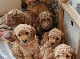 Cockapoo x Labradoodle puppies ready 21 12.25