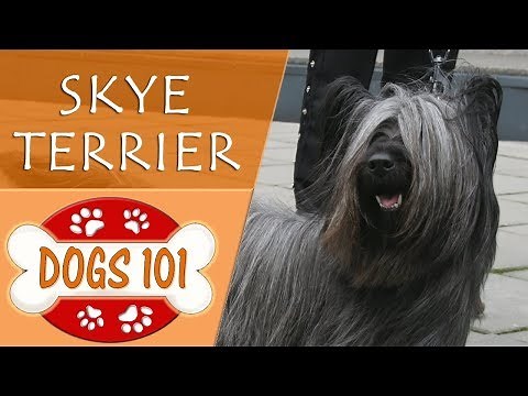 Dogs 101 - SKYE TERRIER - Top Dog Facts About the SKYE TERRIER