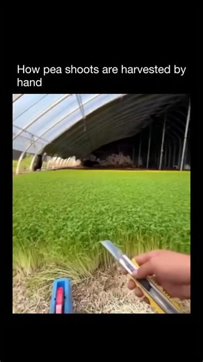 The Way Everything Works on Instagram: "Pea shoots are harvested by hand to protect both the plant and the quality of the crop. As the vines grow, workers cut or pinch off the tender top growth just above a node, where new shoots can regrow. This method allows the plant to keep producing multiple harvests rather than being pulled out entirely. Hand harvesting also prevents bruising, which pea shoots are especially sensitive to due to their high moisture content. The process relies on timing and 