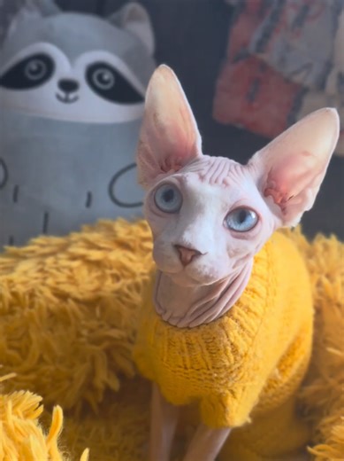 Sphynx Cats: Unique Features and Care Tips